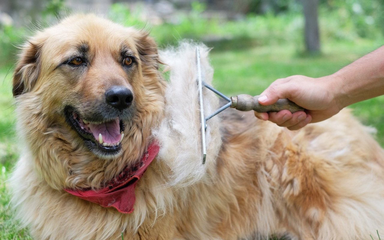 Ausgekämmte Hundehaare entsorgt man lieber im Kehricht, oder verwendet sie zum Basteln oder Filzen. 
