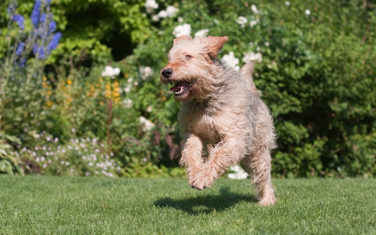 Mit seinem zotteligen, wasserabweisenden Fell, den langen Hängeohren und dem kräftigen Körperbau wirkt der Otterhound zugleich robust und charmant.