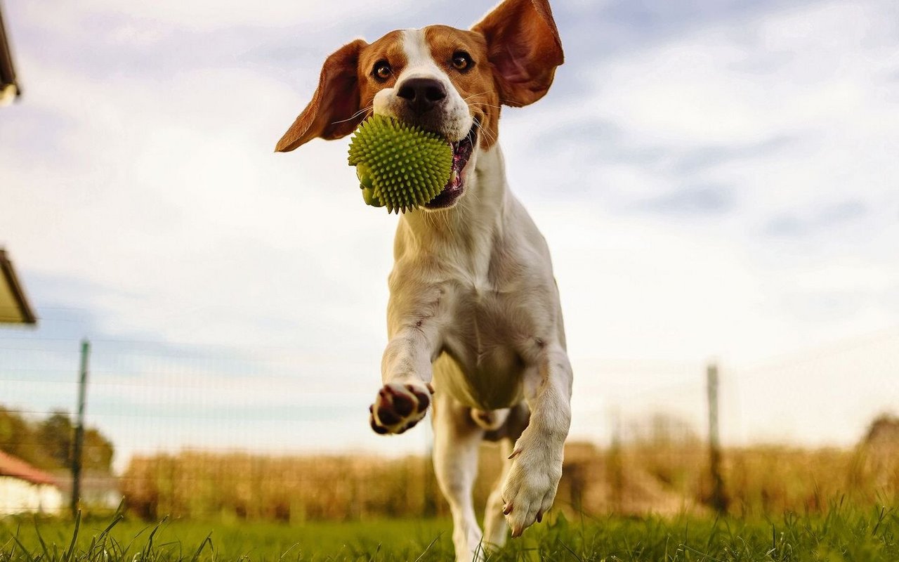 Hunde brauchen Förderung entsprechend ihrer Rasse und Anerkennung. 