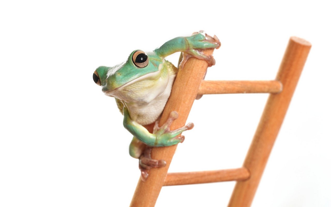 Taugt der Frosch im Glas als Wetterprophet?