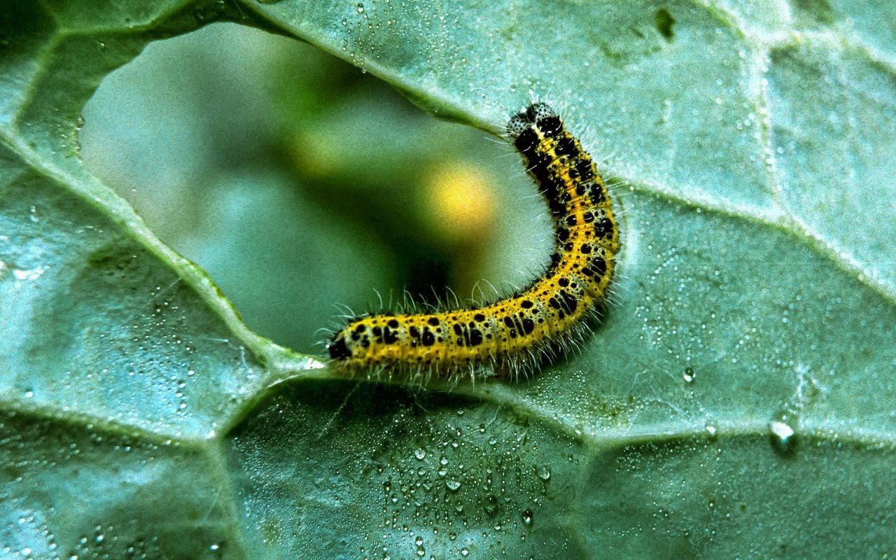 Die Raupe des Kohlweisslings tut sich an einem Kohlblatt gütlich. Schmetterlingsraupen hinterlassen oftmals runde Löcher in Blättern. 