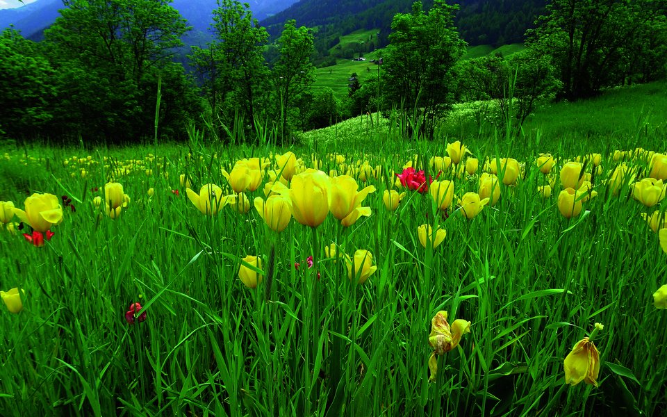 Vereinzelt blühen auch rote Tulpen im Roggenfeld.