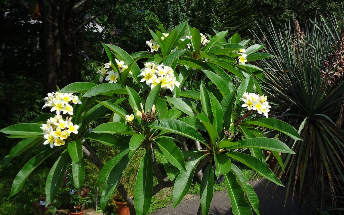 Eine Plumeria als Kübelpflanze im Sommerdomizil im Botanischen Garten Basel. 