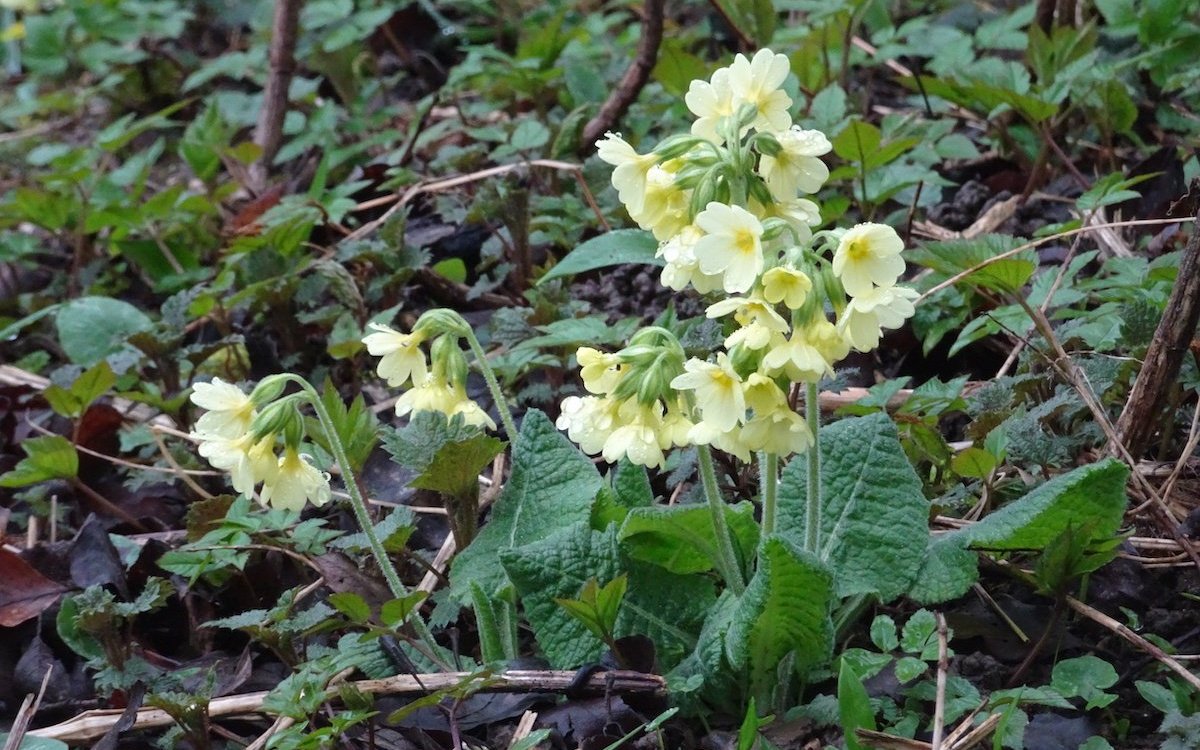 Schlüsselblumen gehören zu den Primalarten und gehören zu den ersten, die im Frühling blühen. 