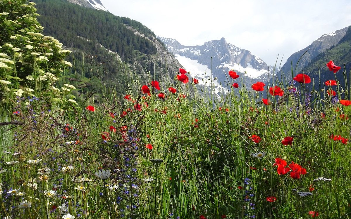 Das Baltschiedertal im Bergfrühling. 