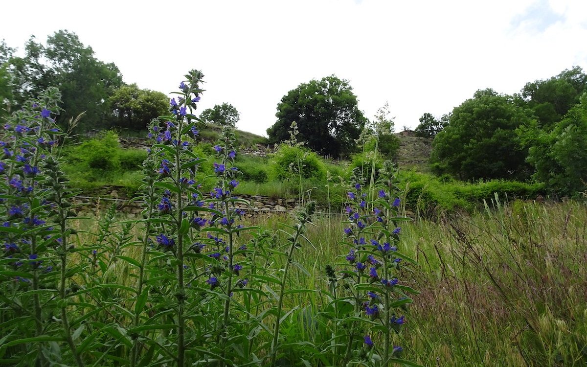 Trockenvegetation mit Steinmauern im Walliser Haupttal ob Raron. 