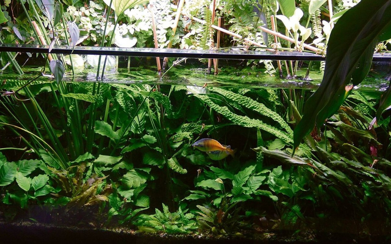 Aus einem tropischen Paludarium wachsen Sumpfpflanzen der Gattung Echinodorus und im Wasserteil schwimmen Boesemans Regenbogenfische.