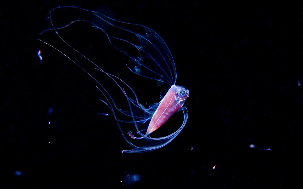 Biolumineszenz ist die Fähigkeit, Licht durch chemische Reaktionen im eigenen Körpern zu erzeugen.