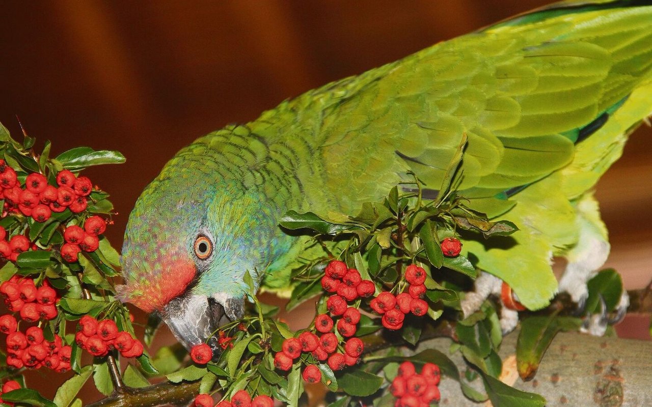 Diese Bodinus-Amazone freut sich über einen frischen Ast mit Beeren, die sie abnagt. 