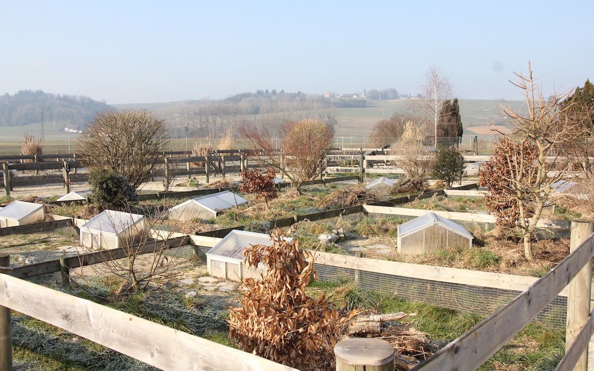 Die Schildkröten sind im Winterschlaf im Erdreich unter den Häuschen in der Auffangstation für Schildkröten, dem Centre Emys in Chavornay. 