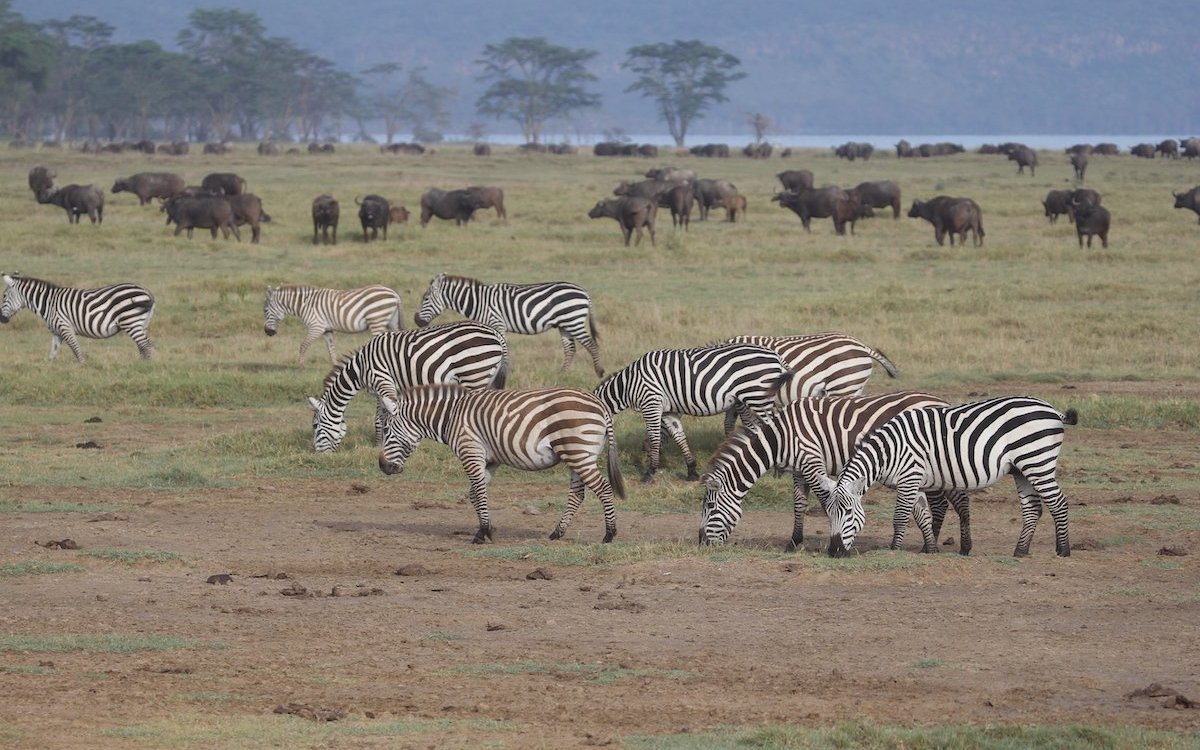 Diese Zebras und Kaffernbüffel leben in den engen Grenzen des Nakuru-Nationalparks in Kenia. 