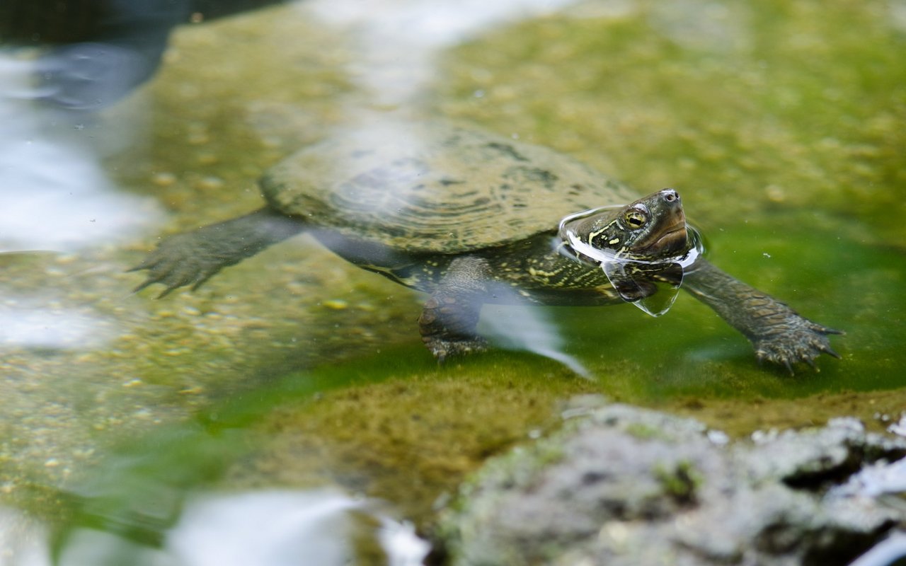 Ausgesetzte Tiere kommen selten klar mit ihrer neuen Situation und können der heimischen Vegetation gar schaden.