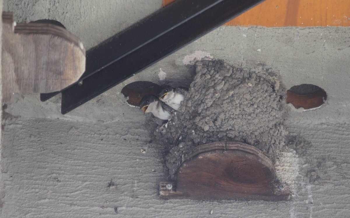 Mehlschwalben sind auch dankbar für Brettchen unter dem Dachvorsprung. Darauf bauen sie aus Lehm ihre Nester. 