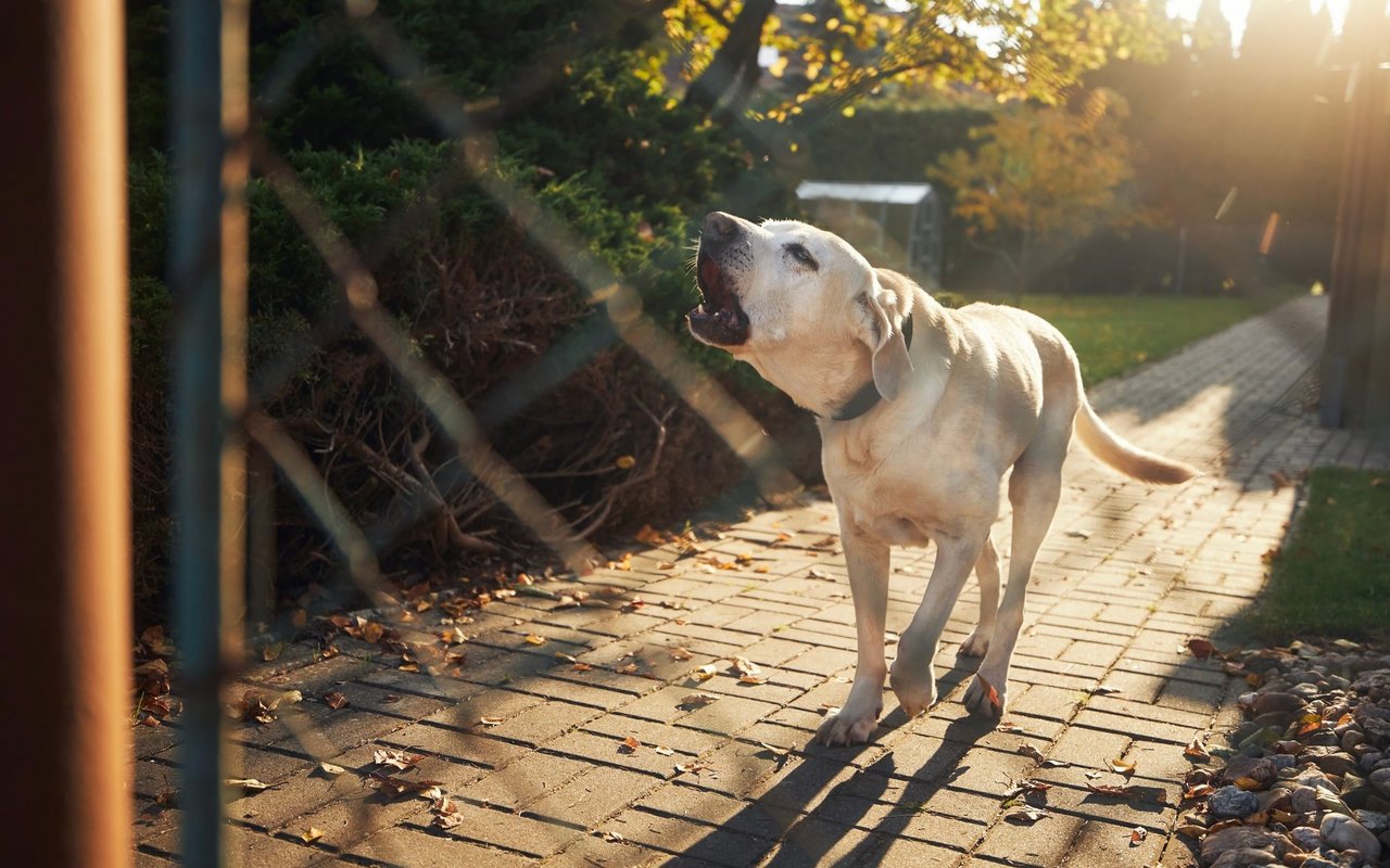 Bellen ist etwas sehr Natürliches für Hunde. Trotzdem können sie lernen, wann Ruhe angebracht ist.