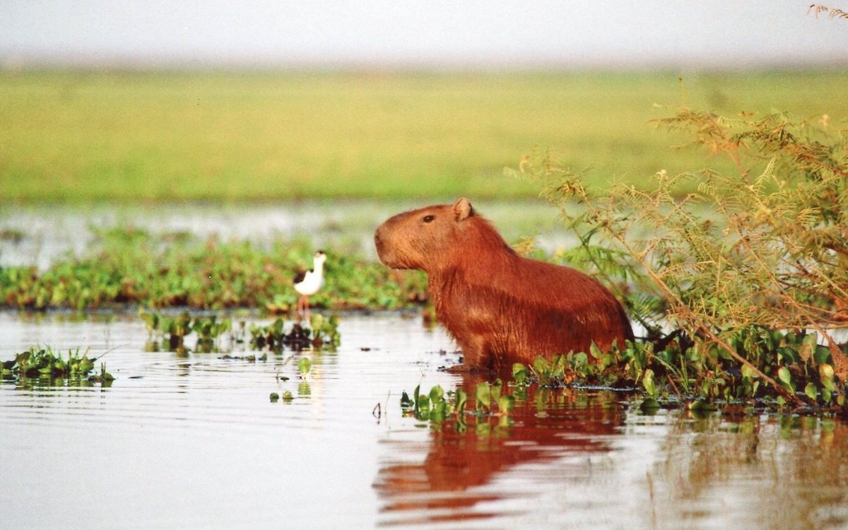 Wasserschwein oder Capybara in den Ilanos in Venezuela in seinem typischen Lebensraum. 