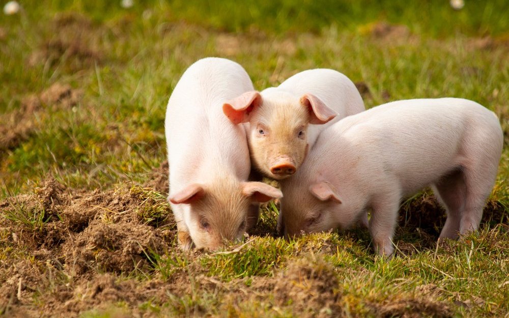 Wie werden die Ferkel in Graubünden genannt? Testen Sie Ihr Wissen im Quiz.