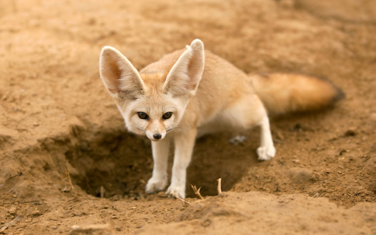 Ein Wüstenfuchs. 