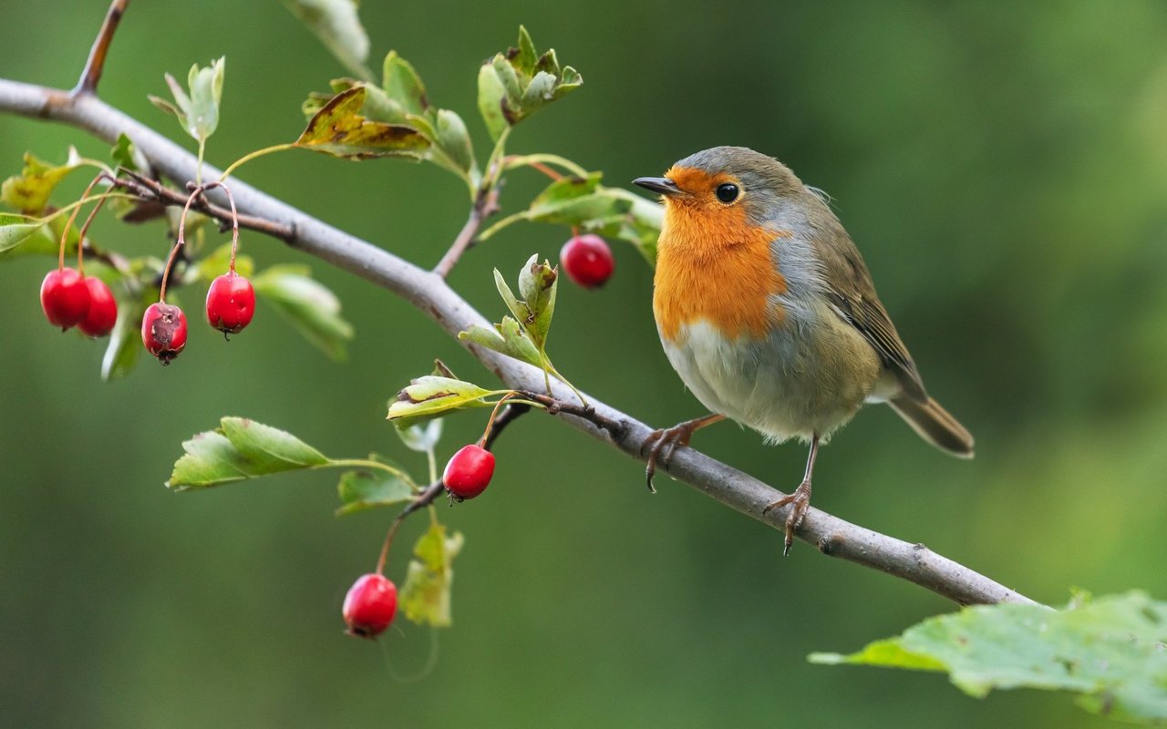 Das Rotkehlchen ist ein häufiger Gast in naturnahen Gärten und bezaubert durch seinen melodiösen Gesang.