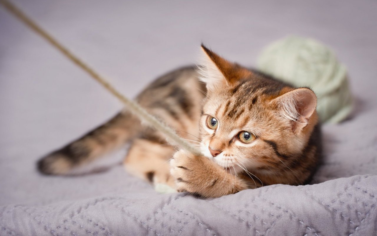 Ökospielzeug besteht aus Materialien, mit denen Katzen bedenkenlos herumtollen können.