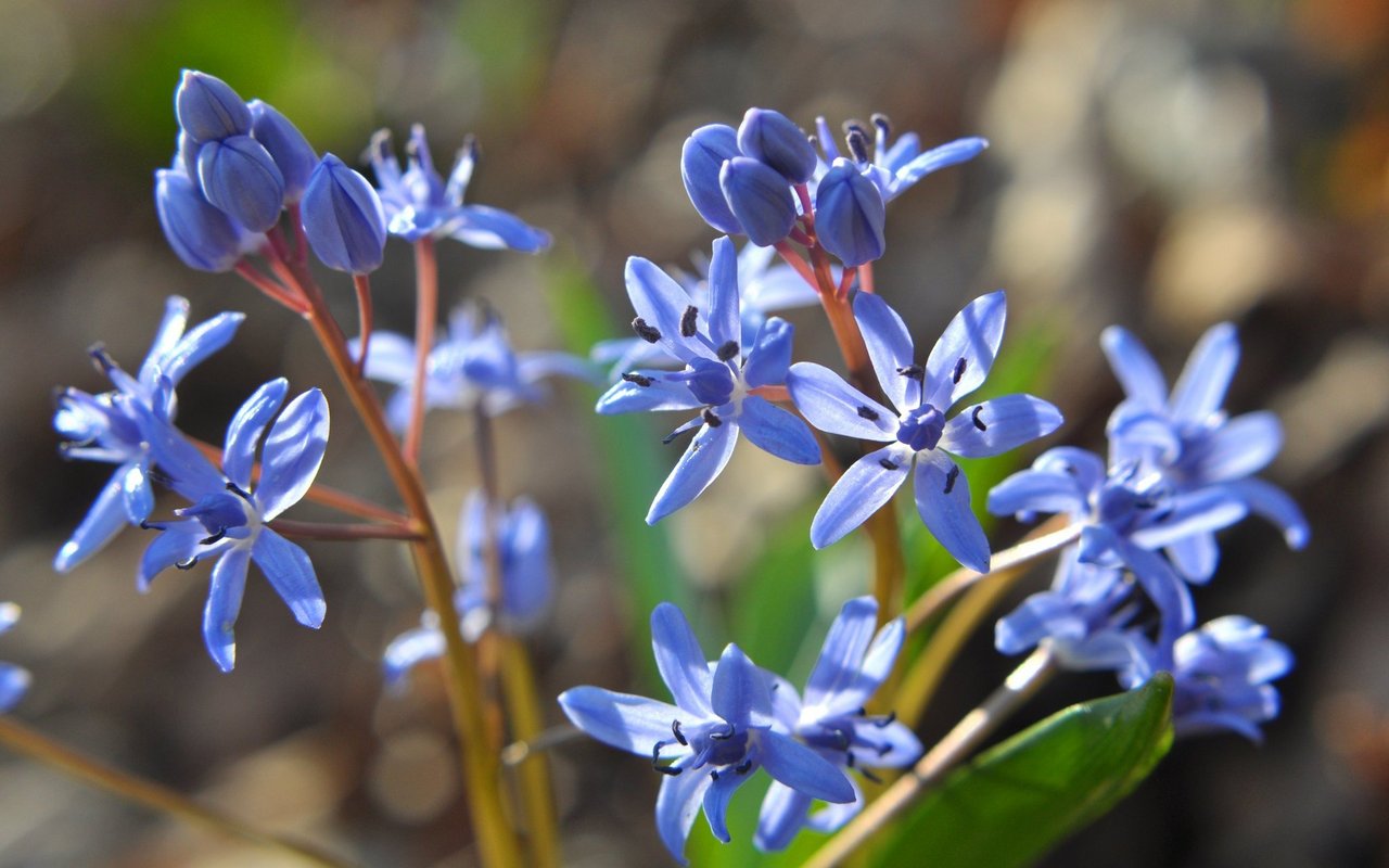 Zweiblättriger Blaustern (Scilla bifolia)