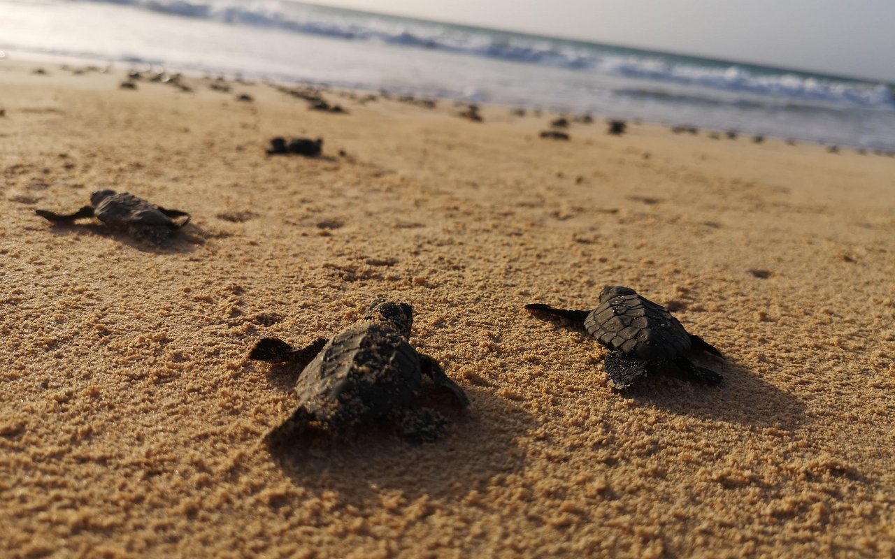 Die Wanderung vom Nest bis ins Wasser birgt für junge Meeresschildkröten grosse Gefahren, welche je nach Grösse variieren können.