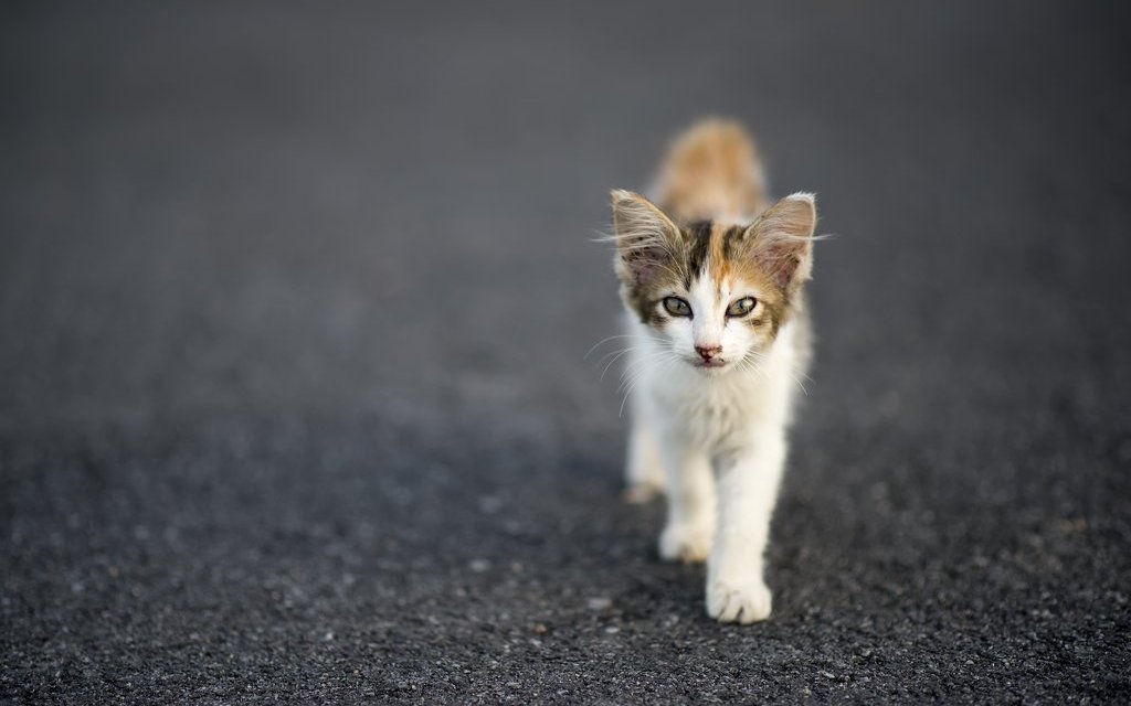 Streunende Katzen aus dem Urlaub mitzunehmen, ist keine gute Idee.