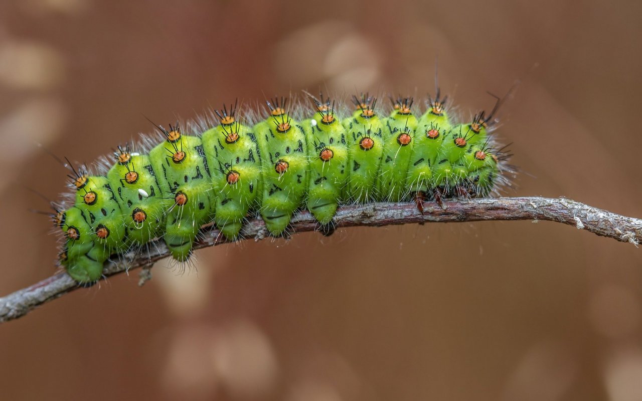 Raupe des Kleinen Nachtpfauenauges