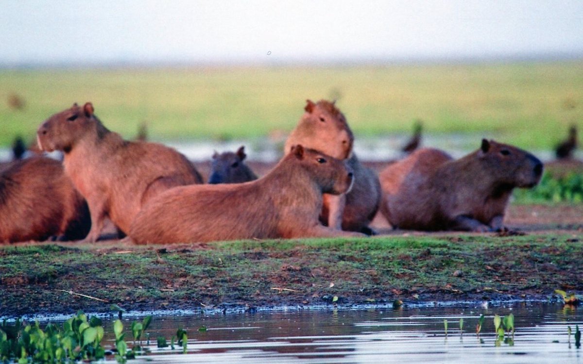 Wasserschweine oder Capybaras in den Ilanos in Venezuela, die ein Sumpfgebiet ähnlich des Pantanals in Brasilien darstellen. 