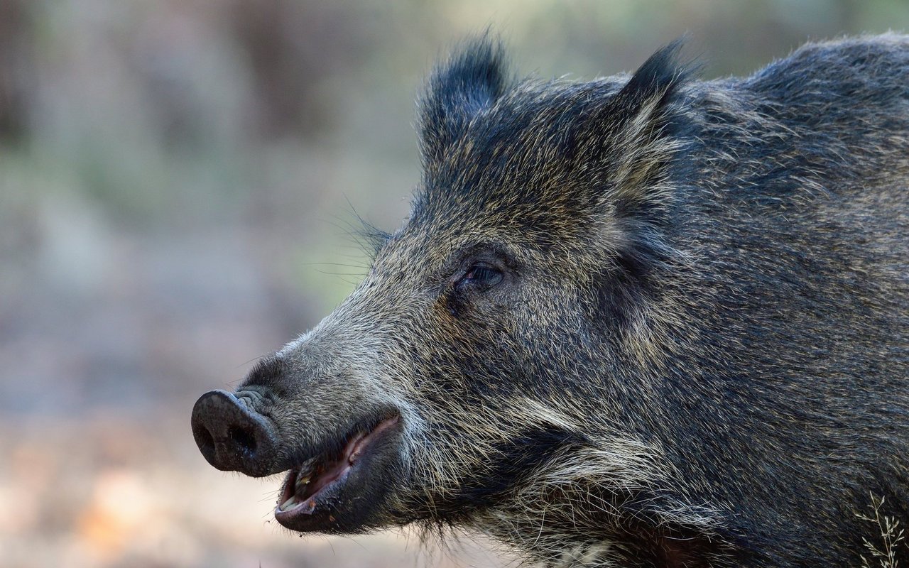 Das Wildschwein (Sus scrofa) 