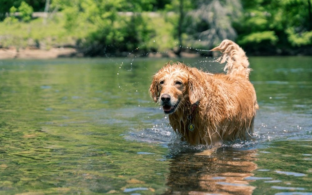 Wenn Hunde baden, werden Gifte, die durch Flohhalsbänder ins Fell gerieten, ausgewaschen und gelangen in natürliche Gewässer. 