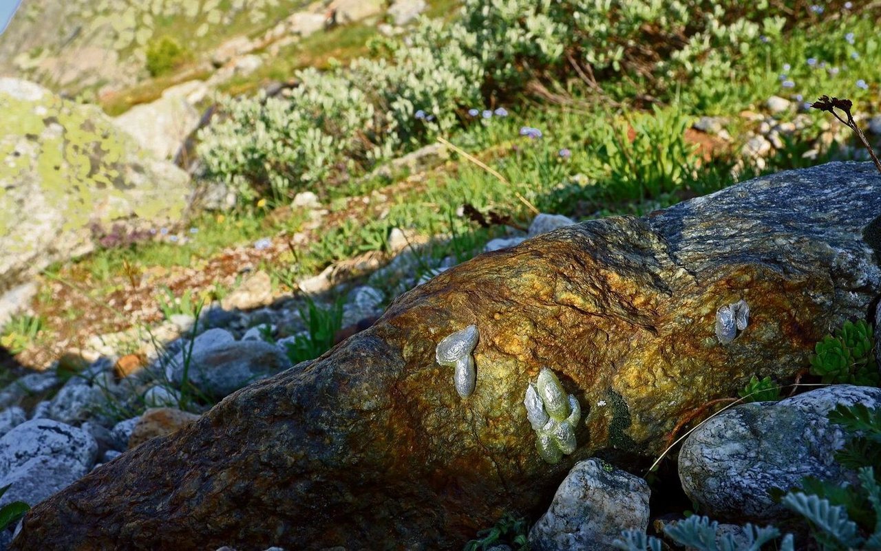 In silbrig glänzenden Kokons an Steinen vollziehen die Raupen des Hochalpenwidderchens ihre Verwandlung zum Schmetterling, bevor sie in wenigen Wochen schlüpfen, sich paaren und sterben.