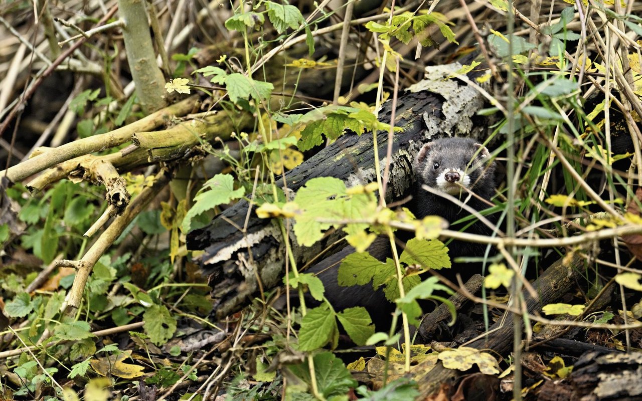 Der Iltis ist in der Roten Liste der Säugetiere der Schweiz als «verletzlich» eingestuft.