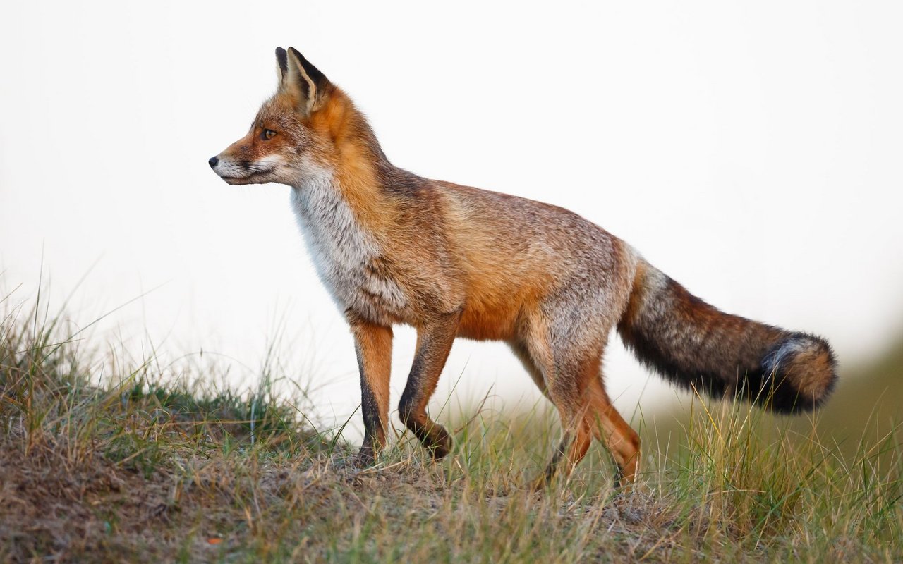 Der Zürcher Wildhüter Fabian Kern ist der Ansicht, dass eine jagdliche Regulierung des Fuchsbestandes nicht effektiv ist.