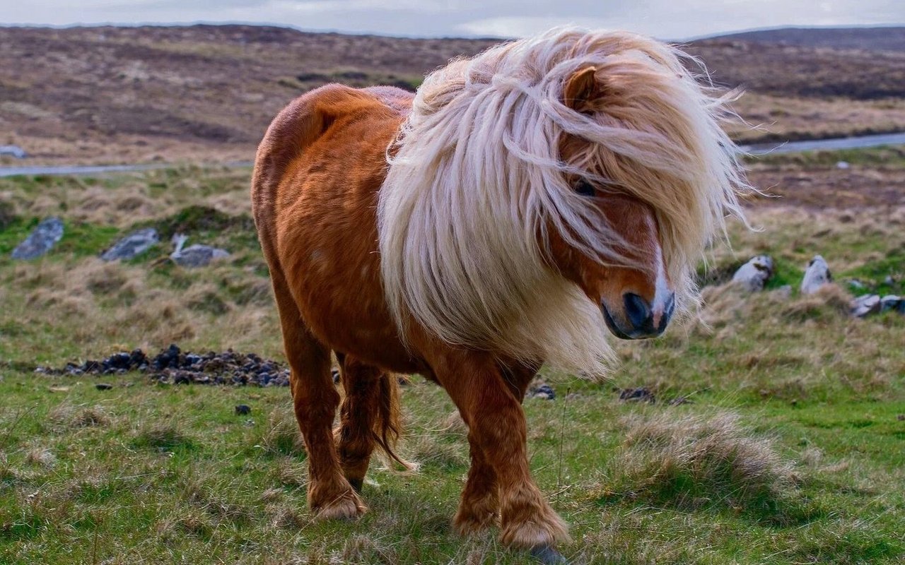 Die knuffigen Ponys haben es faustdick hinter den Ohren.