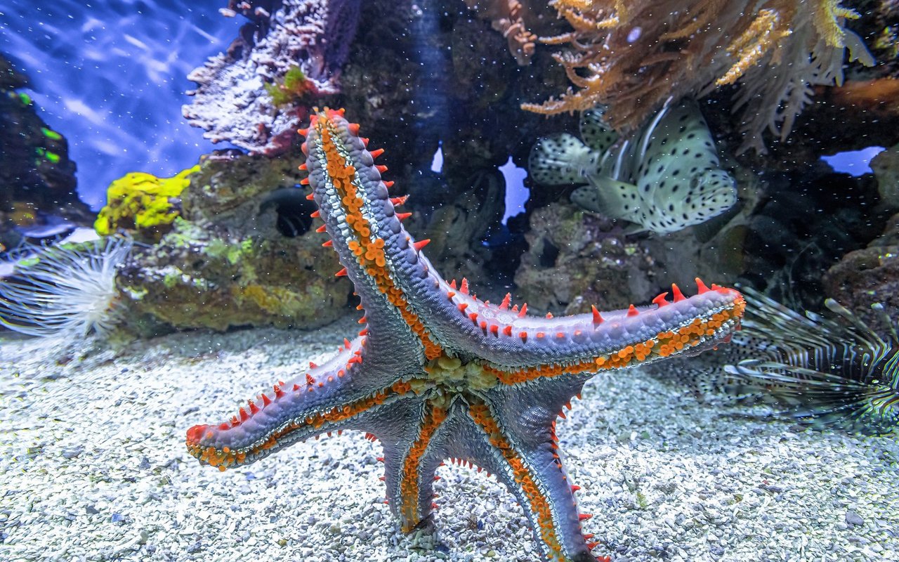 Hunderte kleine Saugnäpfe helfen Seesternen, sich von einem Ort zum anderen Ort zu bewegen.