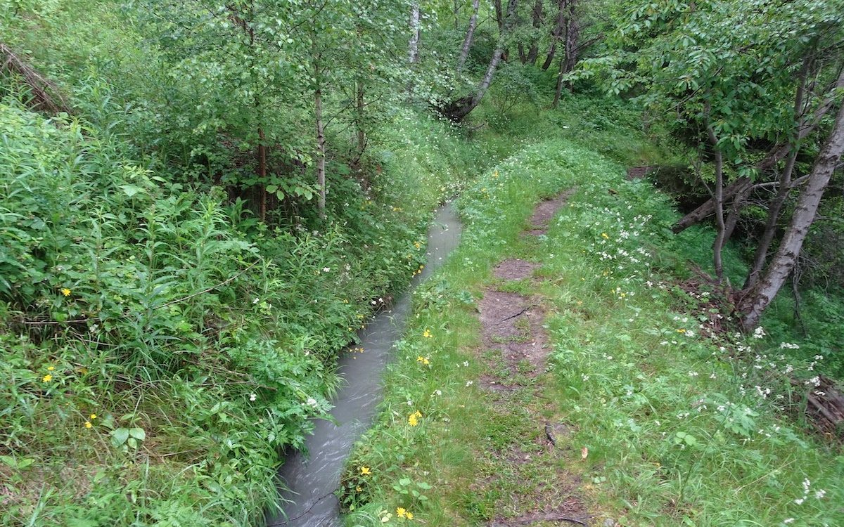 Dank den Suonen kommt Wasser auf trockene Weiden. 