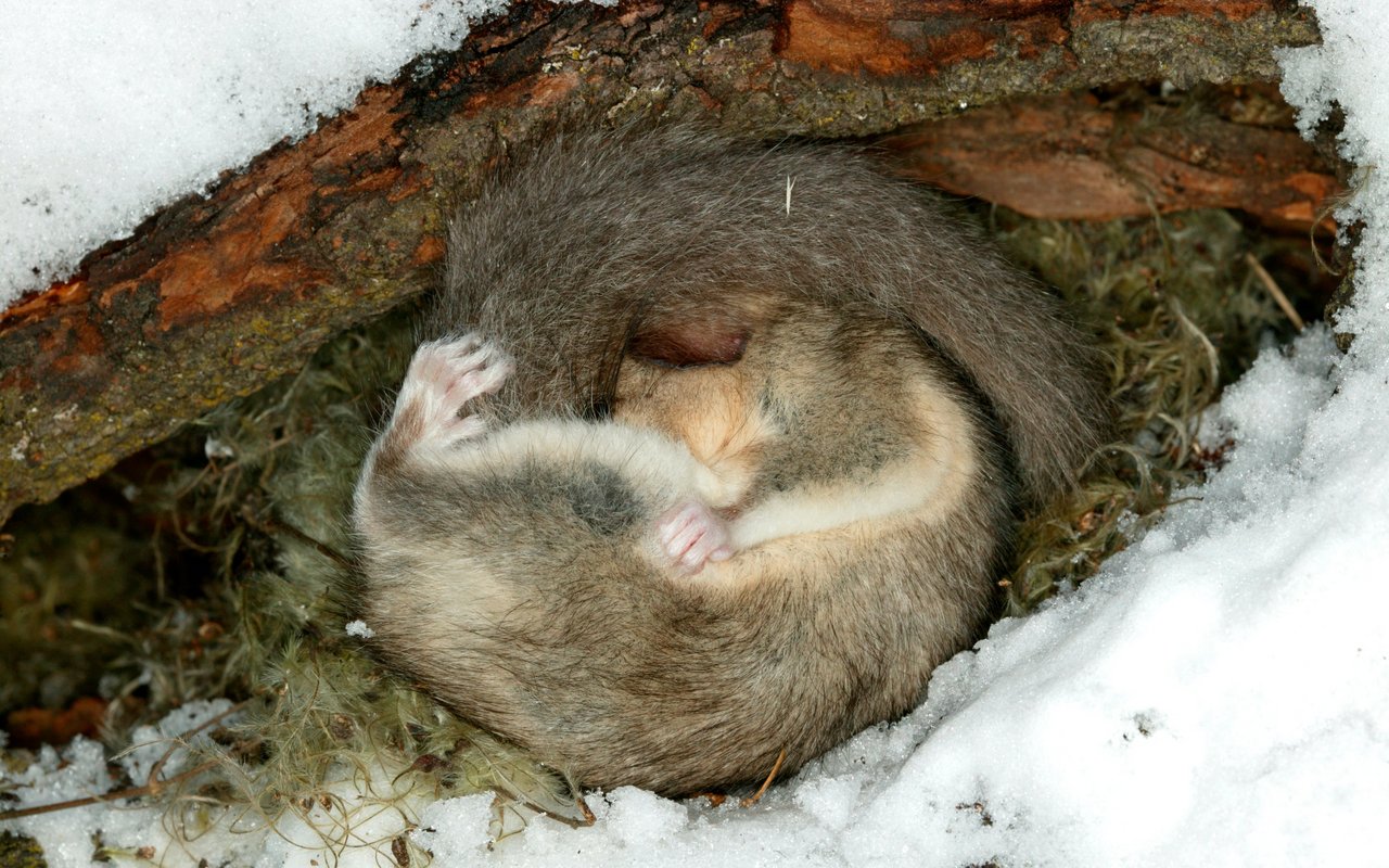 Der Siebenschläfer: Verschlafenes Nagetier - tierwelt.ch  TierWelt