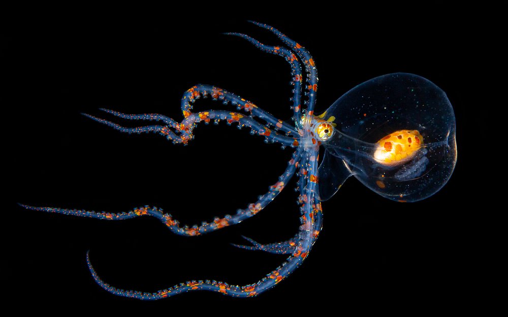 Ein Tiefsee-Tintenfisch in leuchtendem Glanz: Sein biolumineszentes Licht ist ein Wunder der Natur und dient zur Tarnung oder Kommunikation in der Dunkelheit der Tiefe.