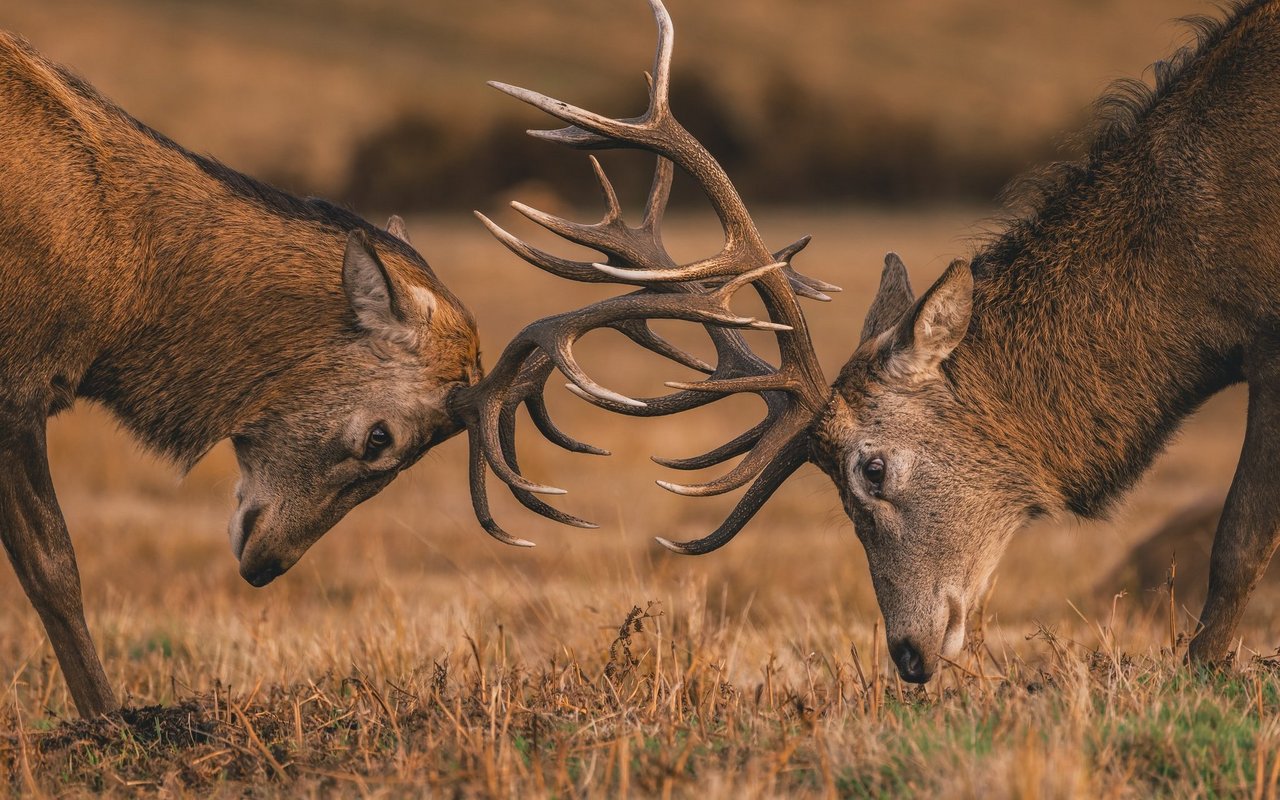 Der Stier, der sich in Stierkämpfen durchsetzt, darf sich als Platzhirsch mit den Hirschkühen paaren.