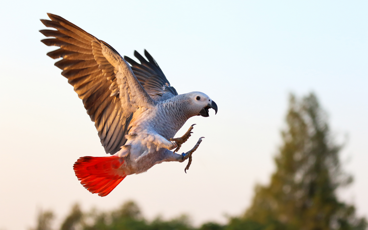 Ein Graupapagei im Anflug.