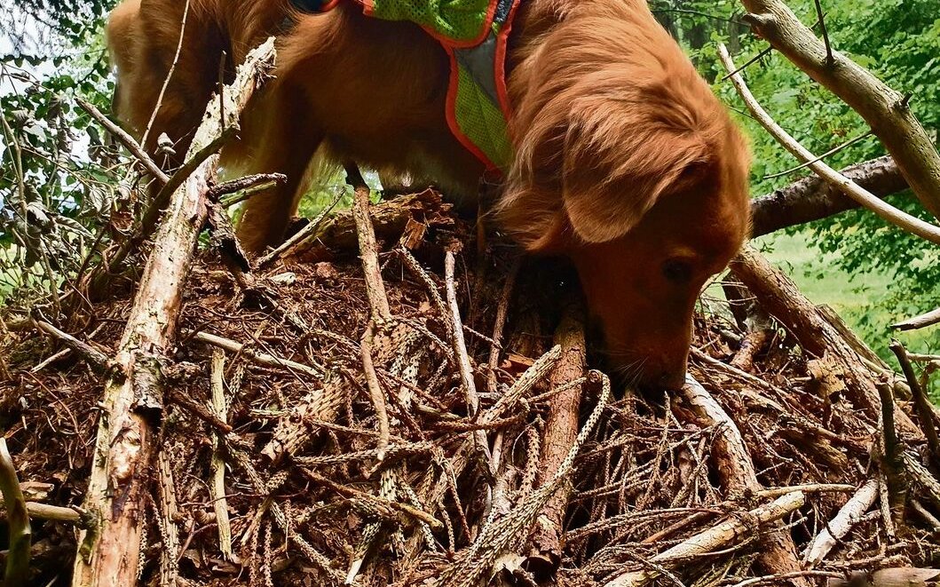 Spürhunde können nach Menschen, Drogen, Tieren oder Pflanzen suchen.