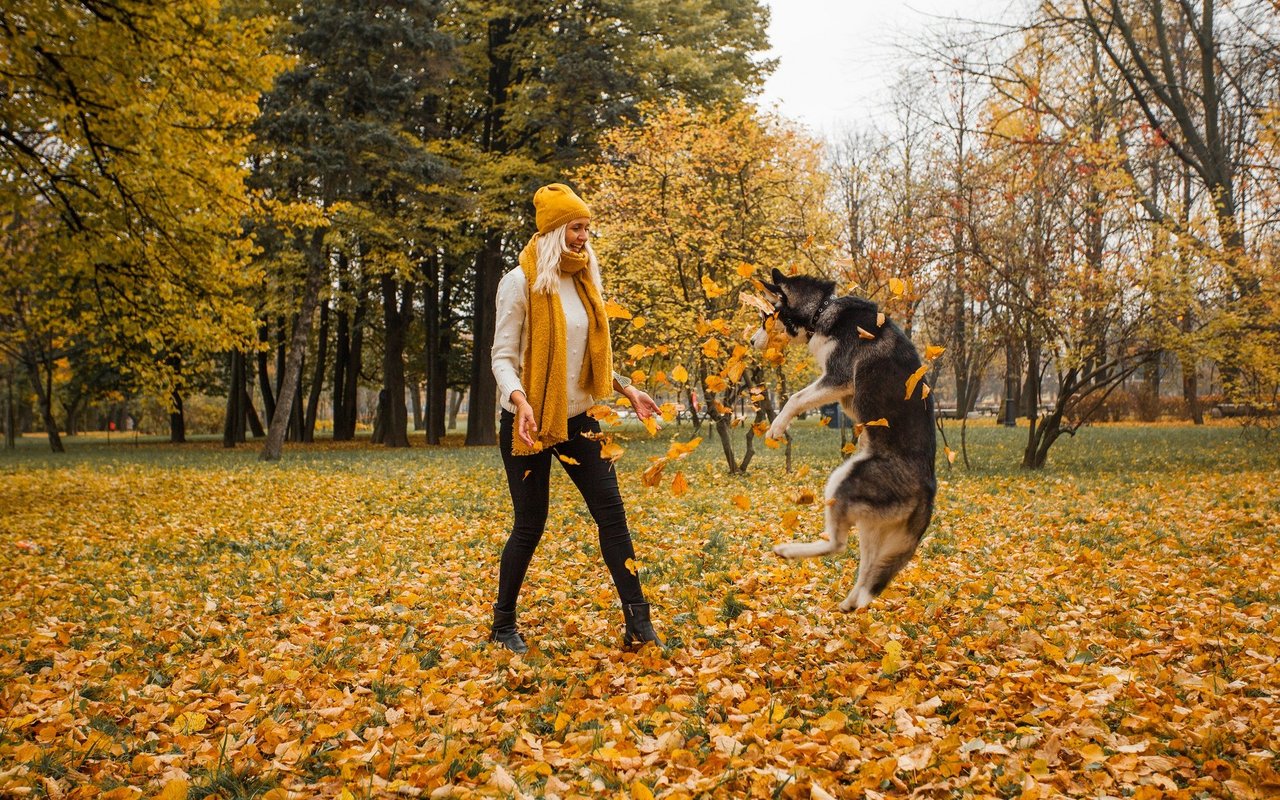 Der Verzehr von Kastanien, Eicheln und Pilzen kann bei Hunden Magen-Darm-Probleme verursachen.