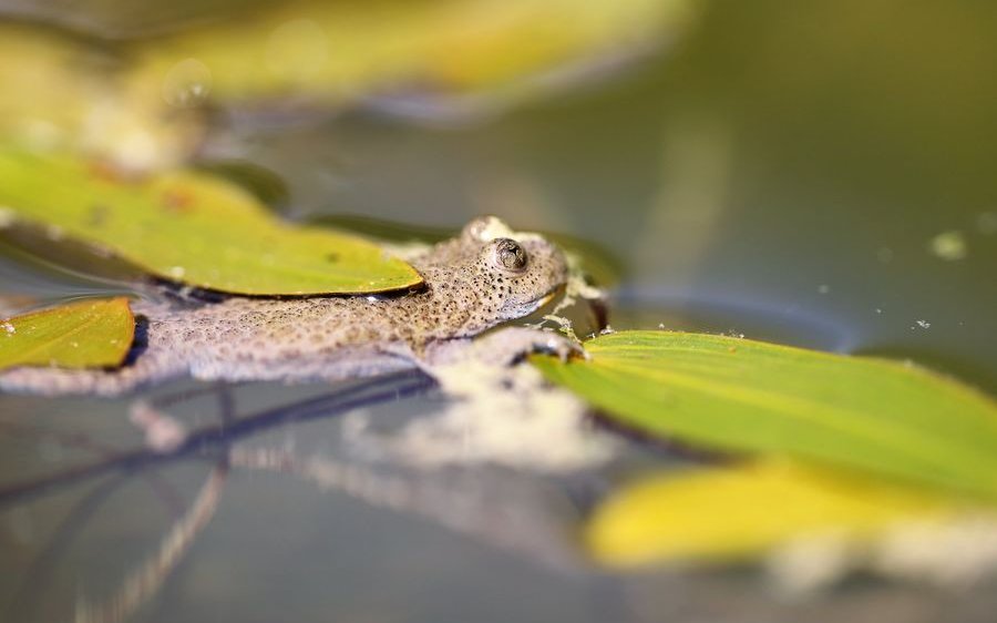 Schwimmende Gelbbauchunke: oben unscheinbar, am Bauch leuchtend gelb.