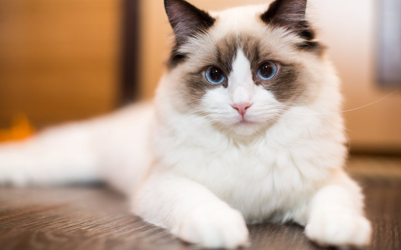 Ragdolls haben ein feines Fell und blaue Augen.