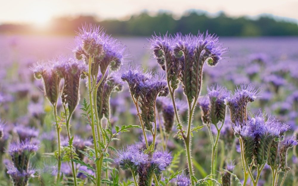 Büschelblumen: Bienenmagnet, Schädlingsbekämpfer und natürlicher Bodenverbesserer.