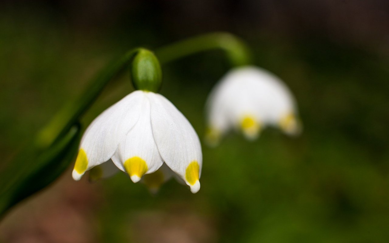 Märzbecher (Leucojum vernum)