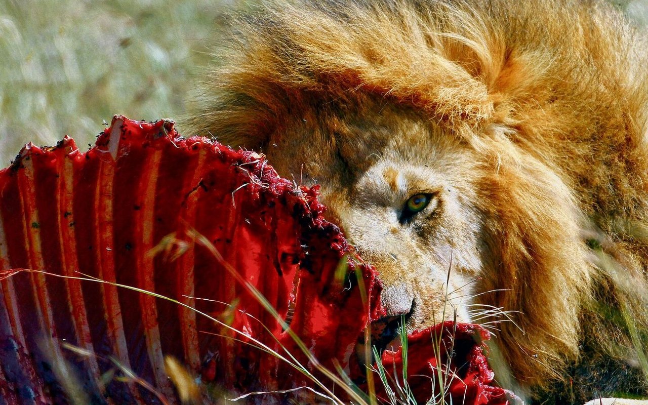 Versteckt im Savannengras jagen die Löwinnen im Rudel, das ranghöchste Männchen tut sich zuerst an der Beute gütlich. 