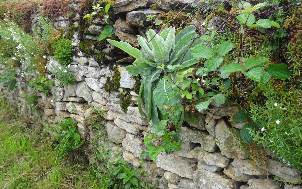 Sogar eine Wollblume entfaltet ihre grossen, dekorativen Blätter an einer Trockenmauer im Jura. 