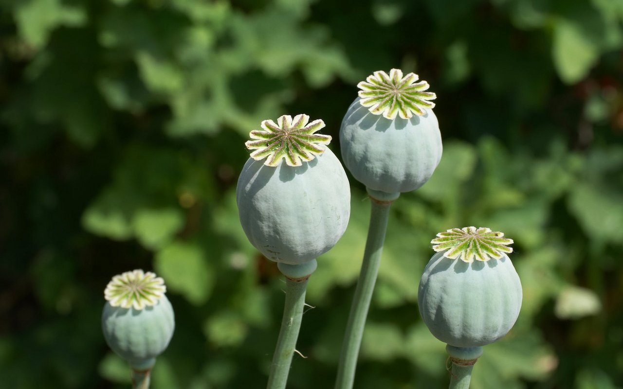 Opium wird aus dem Milchsaft der unreifen Kapselfrüchte des Schlafmohns gewonnen. 