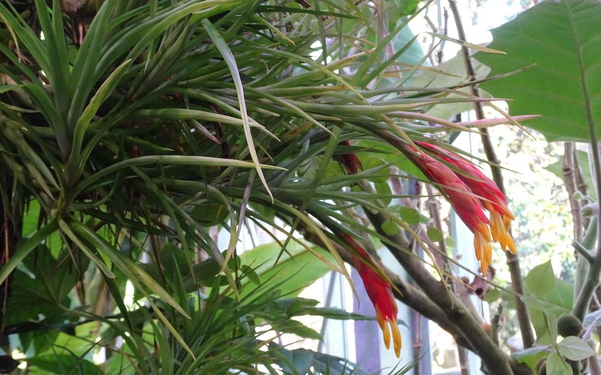 Guzmania angustifolia wächst epiphytisch im Basler Bergregenwald, als würde die Pflanze irgendwo an den Andenhängen Ecuadors gedeihen. 